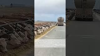 Dinner Bell on Wheels: The Cattle Feeding Frenzy You Have to See!