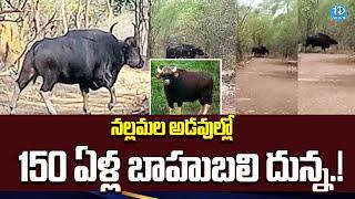 నల్లమల అడవుల్లో బాహుబలి దున్న.! Nallamala Forest | iDream News