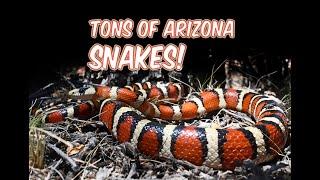 We found TONS of Arizona snakes!