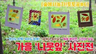 [숲에서놀자!토토꿀#6] 가을나뭇잎사진전 (숲놀이/가을놀이/생태놀이/나뭇잎/가을나뭇잎/영아놀이/영유아놀이/낙엽/사진/붙이기/응용놀이)