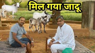 गाय बचाने का जादू मिला #gircowfarming #farming  #dairyfarm