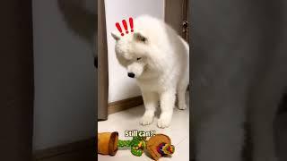 Funny Dogs Compilation! #8  Most Viral DOGS on the internet  #shorts