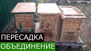 3 роя за один раз! Пересадка и объединение роёв