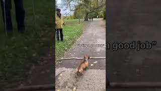 This dog was Struggling to Carry this Huge Stick ️‍🩹 #positivity