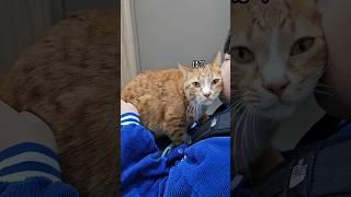 아침마다 바쁜 치즈의 루틴 #고양이 #개냥이 #고양이애교