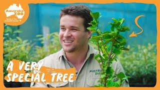 Chandler tours the Zoo gardens | Australia Zoo Life