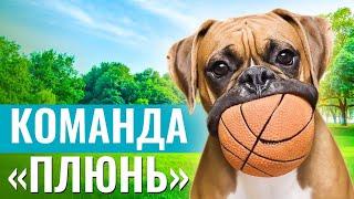 СЪЕДОБНАЯ УГРОЗА или КАК НАУЧИТЬ СОБАКУ выполнять команду «ПЛЮНЬ»?