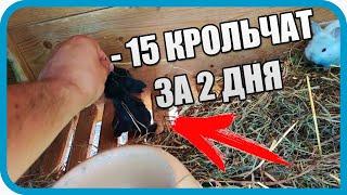 ИХ СОЖРАЛИ ЗАЖИВО. КТО? НЕ ПОВЕРИЛ ЕСЛИ БЫ НЕ УВИДЕЛ САМ!