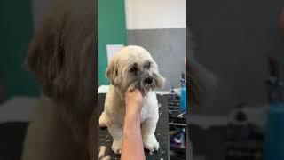 Lovely Lhasa apso grooming #doggroomingtips #shorts