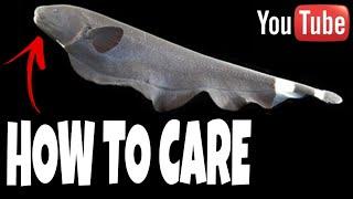 How To Take Care Of Black Ghost Knife Fish | Prathmesh Aquatics