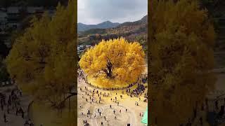 The Wonju Bangye-ri Ginkgo Tree in South Korea is over 800 years old