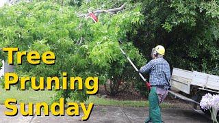 Tree Pruning Sunday