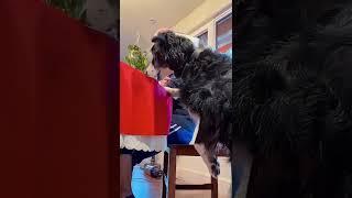 I share a steak with my dog! 我和狗狗分享牛排！