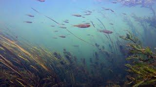 Natural biotope, fish habitat, wildlife.