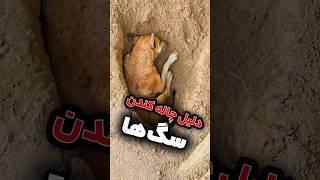 چه مغزی دارند واقعا…