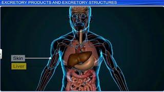 CBSE Class 11 Biology || Excretory Products and Their Elimination || Full Chapter || By Shiksha