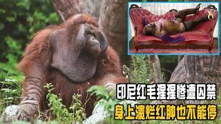 印尼红毛猩猩惨遭囚禁，被迫接客长达6年，身上溃烂红肿也不能停