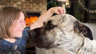 A Cozy Winter Night in Australia by the Fireplace - 21 Dogs Getting Ready for Bed