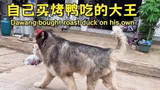 A day of eating roast duck!【阿盆姐家的大王】