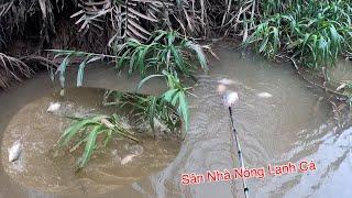 K Đâu Nhiều Cá Bằng Sân Nhà Cá Thấy Nóng Lạnh | Kích Cá Miền Tây | Catch Fish