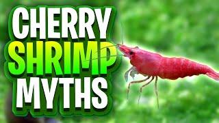 9 Cherry Shrimp Keeping Myths Debunked! (Food, Water Parameters, Molting, Tank Mates, Tank Setup)