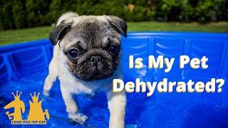 Are Your Pets Dehydrated? | Long Dog Fat Cat