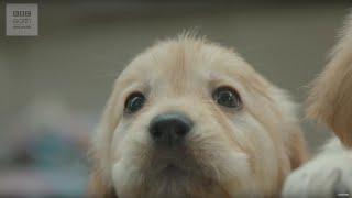 CUTE! Puppy Guide Dog Training | BBC Earth Explore