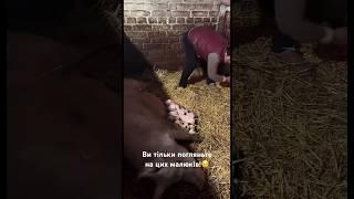 Ви тільки погляньте на цих малюків! #село #фермер #shorts