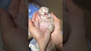 All Cute Baby Kittens Cuteness Overloaded!  -EPS1178 #cutenessoverload