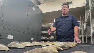 Dozen of megalodon shark's teeth found along Chesapeake Bay shore | NBC4 Washington