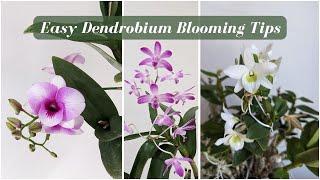 Blooms in a Blink: Mastering Dendrobium Orchid Blooms in Just 10 Minutes! 