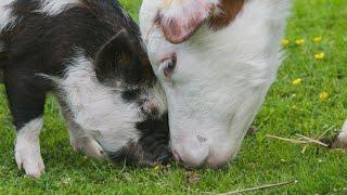 This Piglet Sneaks Away to Find Calf Bestie on a Daily Basis