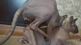 Сфинкс вязка . Sphynx mating . Когда случается психоз !! Ха-ха