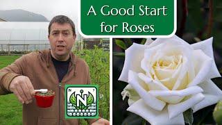 A Good Start for Roses: Nitrogen Supplementation