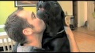 Dogs Rescue Veterans (UMTV)