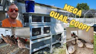 DIY Mega Quail Coop Build How to!