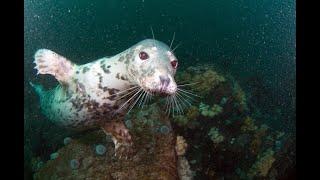 Grey Seal at the Farne Islands - The Seal Whisperer - old archive footage from back in the day:)