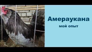 Амераукана-яичная порода кур. Голубое яйцо.   Ameraucana is an egg breed of chickens. Blue egg.