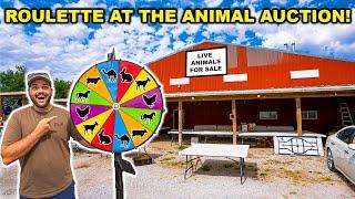 Animal AUCTION with ROULETTE WHEEL!!! (Catch Clean Cook Edition)