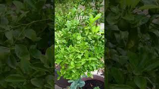 How to Fix Yellow Leaves on Citrus Trees