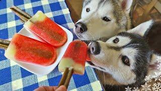 Watermelon Popsicle for Dogs  Frozen Dog Treats DIY