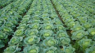 Amazing Japan Cabbage Growing And Harvesting Process. Modern Cabbage Processing Line Inside Factory!