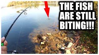 THESE FISH Can Still Be Caught NOW! (Fall Fishing From the Bank)