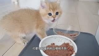 小奶猫受到猫妈的嫌弃，却被主人宠成了宝，最后的画面太暖心了！