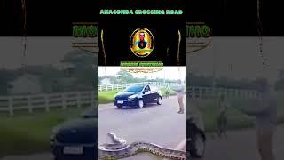 ANACONDA CROSSING ROAD #shorts#shortsyoutube #factsopedia #shortsvideo #viral