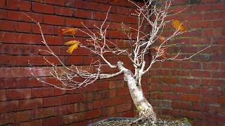 Styling a Yamadori hazel bonsai