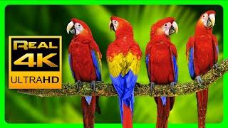 Bunte Macaws und Papageien  Schöne Vögel in 4K - Naturgeräusche Entspannung Wald - 2 Stunden UHD