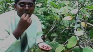 Grape picking Vincy Style