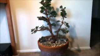 From Nursery to Bonsai - Canadian Hemlock