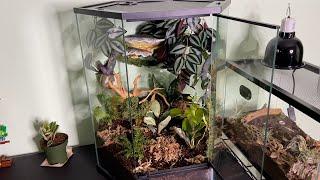 Thrive Hexagon Terrarium Build No False Background | Josh's Frogs Plant Unboxing (Grower's Choice)